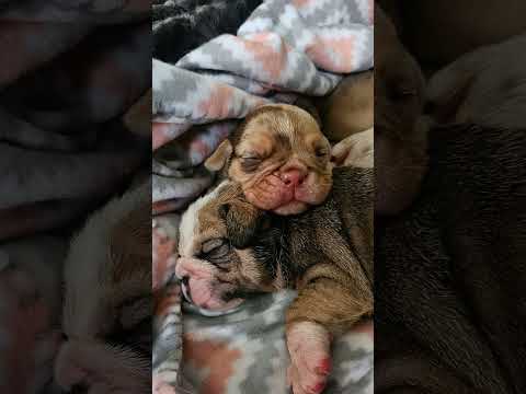 potato updt! 👀 open ❤️ #oldeenglishbulldog #oldeenglishbulldogge #puppiesforsale #puppiesofyoutube