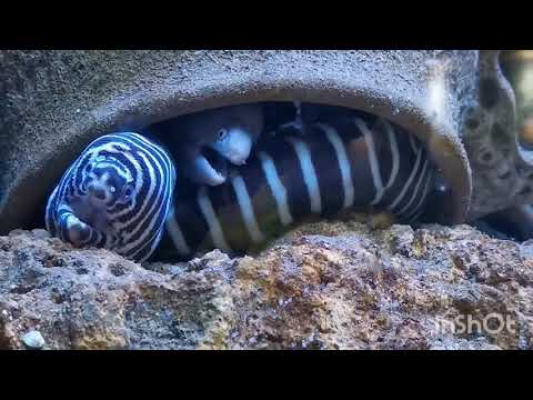 Zebra eel - I'm not sure if they are talking to me. 😊😊😊