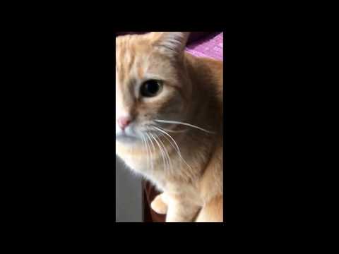 CAT CHASING CATS ON TV