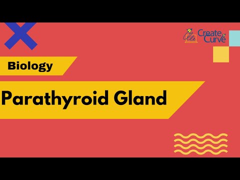 Parathyroid Gland (Biology) - IGCSE | CBSE I ICSE I IB I AP I IIT-JEE  I NEET I Edexcel