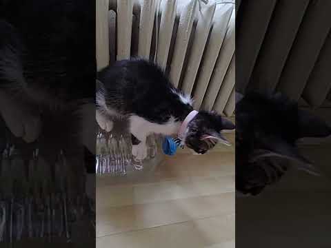 Kitten's New Home Excercise #funnykitten #funnycat #funnyanimal #excercise