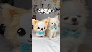 Fluffy Tiny Chihuahua Cedric Plushie Looks Like His Twin Brother 🥹