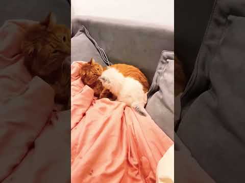 #shorts #funnyvideo #cat #funny #foryou