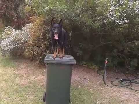 Tazzy wheely bin jump