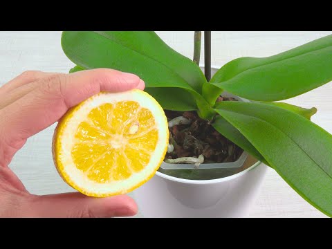 Do this and your orchid will bloom beautifully all year round! Very easy!