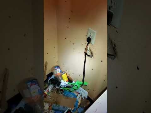 Juicy German Roaches Behind the Fridge Yeah Boy! November 16, 2023
