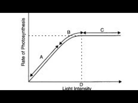 HOW DOES LIGHT INTENSITY AFFECTS THE RATE OF PHOTOSYNTHESIS