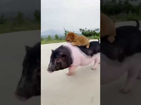 Sekarang Ku Anggap Kamu Seperti Anak Ku Sendiri 😅🤦#memesvideo