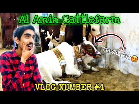 Al Amin Cattle farm Mashallah cute cows😍🥰 - Vlog Number #4 #cow #mandi #cute #vlog