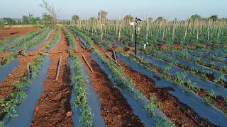 AgriIoT - 2 (DJI 0024)