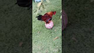 Funny chicken 🐓 #foryou #funny #funnyanimals #animals #cute #funnyvideo #chicken #fowls #youtube