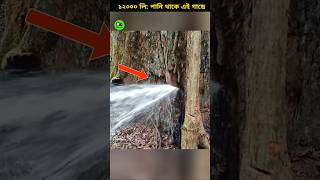 Baobab tree amazing creation of Allah