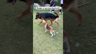Beagle🐶vs Germanshepherd🤣#funny#dogs#viralvideo#shorts#germanshepherd#beagle