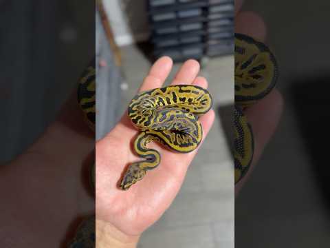 Stranger Ball Python Combos! #ballpython #ballpythons #snake #reptiles