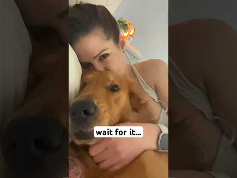 Teddy takes nap time very seriously! #goldenretreiver #dog #dogsofyoutube #naptime