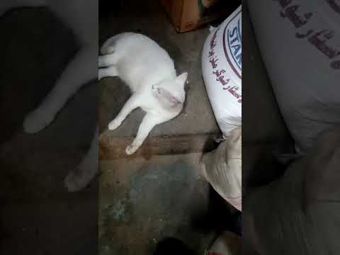 Beautiful white cat