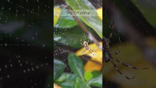 Morning Sparkle #NatureBeauty #WebMagic