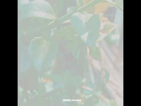 cinematic 30 detik || di kebun