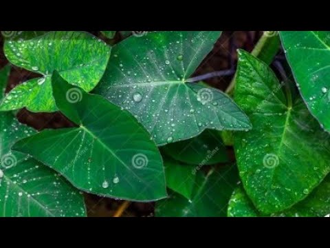 #अरबी पत्ता रिकवछ|#अरबी पत्ता पकौड़ा|#अरुई पत्ता रिकवछ|विलेज