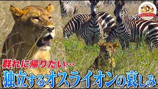 ライオンのオスが通らねばならぬ試練!!群れを出たはずの息子が戻ってきた…しかし母は厳しく突き放す（羽仁進のマザーアフリカ㉒「独立するオスライオンの悲しみ」後編）【どうぶつ奇想天外／WAKUWAKU】