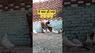 Why have I brought a new pigeon today 🤔 #kabutarvlog #bird #kabootar