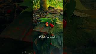 Thiệp hồng vu quy báo tin em về nhà chồng #dancatrutinh