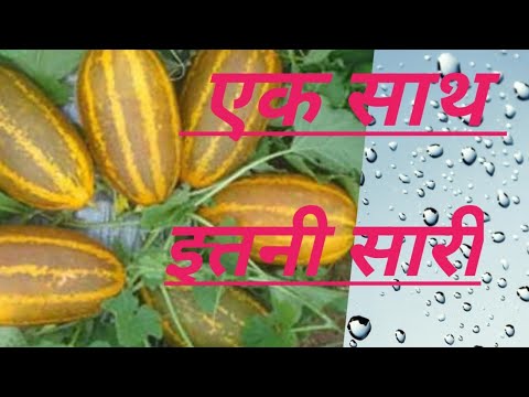 Ek sath itni sari // एक साथ इतनी सारी // khira kakdi // cucumber #shorts #viral