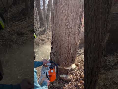 Mind the drop zone! Bore cutting into leaning locust