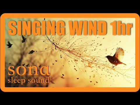 SINGING WIND 1hr - Sound design specifically for sleep #sleep #ambient #relaxation #study #newmusic