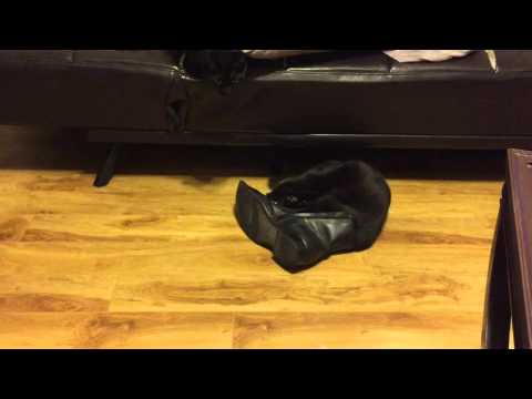 Puss in Boots