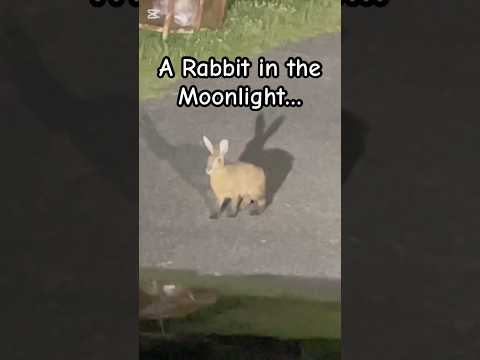 A Wild Rabbit Appeared During a Night Drive in Japan