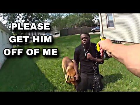 K9 Police Takedown: The Unbelievable Moment a Dog Stops a Car Chase