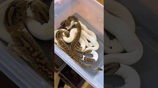 4 Female Ball Pythons Get SUPER Comfortable! 🤩🐍 #ballpython #reptilecare #shorts