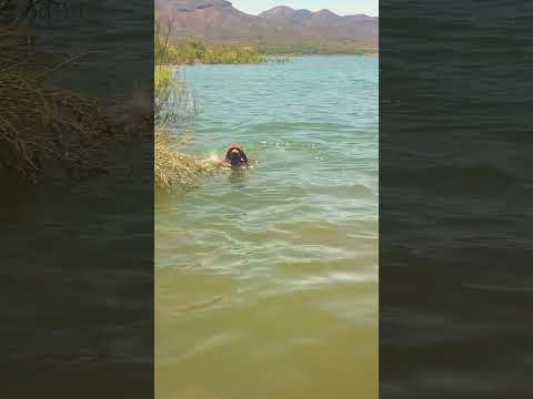 My Dog Swimming For The First Time #dogs #explore #arizona #views