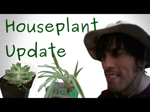 Plant Update - February 5th. 2017