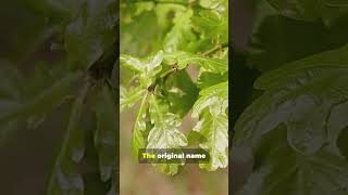 5 Java Secrets Every Dev Should Know! #Shorts