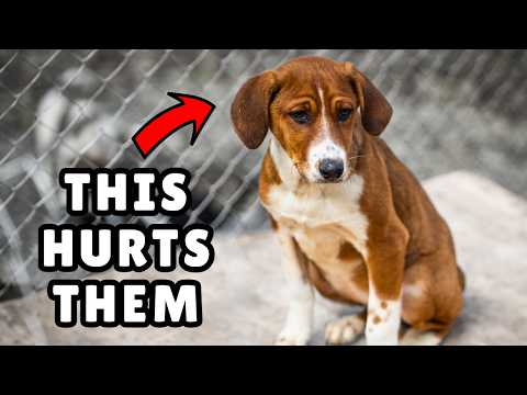 17 Things You Must Stop Doing to Your Dog