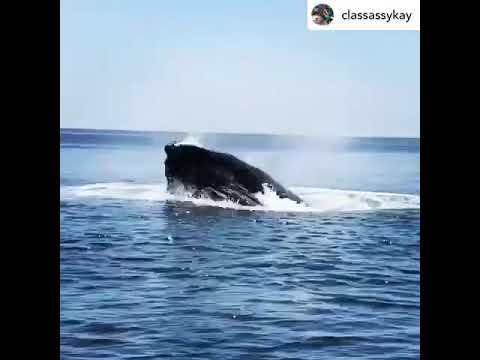 Whale Feeding