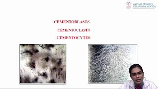 Dr Archana   Department of Periodontology   Cementum