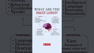 Understanding Brain Lobes: Functions of Frontal, Parietal, Temporal, and Occipital Lobes Explained