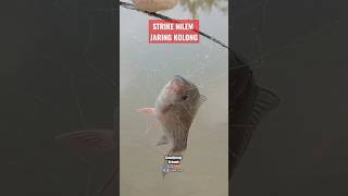 Strike Nilem Jaring Kolong @gondrongbrewok