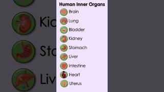 Human Inner Organs
