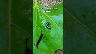 Subscribe for updates! 🪴 #gardeningforbeginners #gardeningtips #howtogrow #plants #shorts
