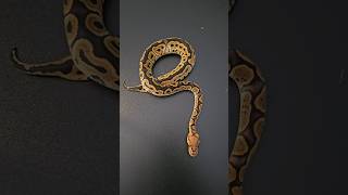 GHI Clown 2025 Hatchling 🥵🔥 #ballpython #clownballpython #GHI #royalpython #snake #ballpythonbreeder