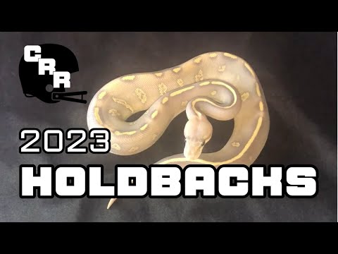 2023 Ball Python Holdbacks