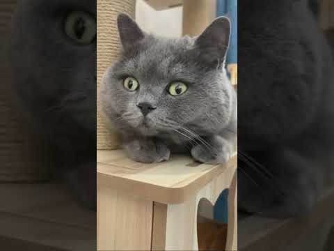 Please like and subscribe to support the channel 💕💓 #shorts #catvideos