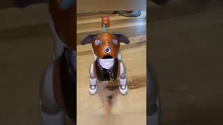 aibo pet robot dog #petrobot #aibo #fyp #fypシ #petbot #aibot