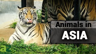 Wildlife In Asia: Complete Guide to Asian Animals