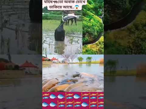 বড় মাছ খোর,গোটা মাছ খেয়ে ফেলেছে একদম নিমিষেই#fish #bigfish #birds #মাছ #পাখি
