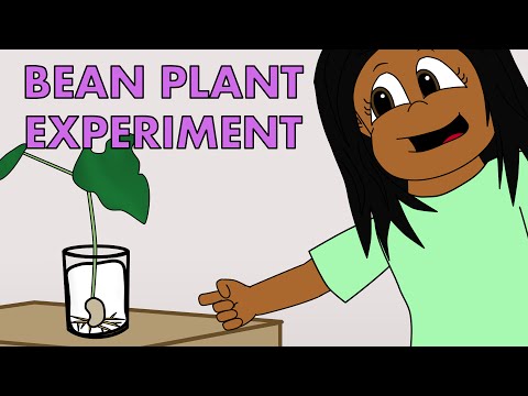Fun Science Experiments For Kids - Growing a Bean Plant